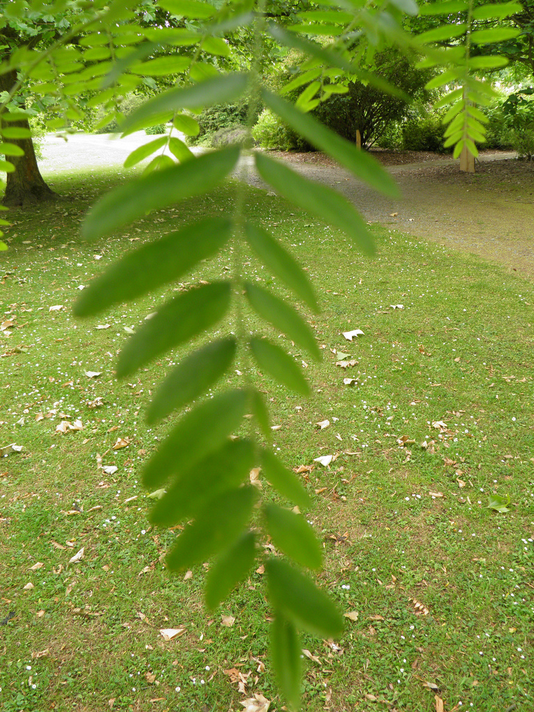 معرفی و راهنمای پرورش درختان زینتی - لیلکی آمریکایی